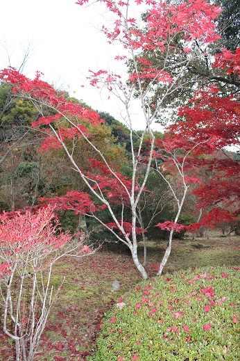 11.18kouyou02 11.18kouyou02