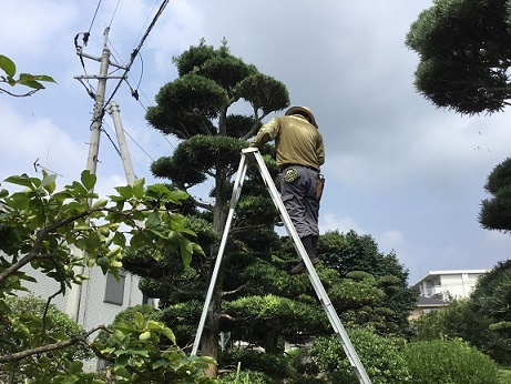 鳥栖市で剪定