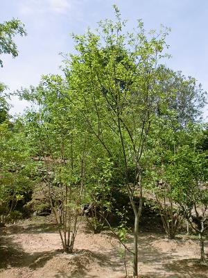 516yamadori4 516yamadori4