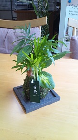 6.10kokedama01