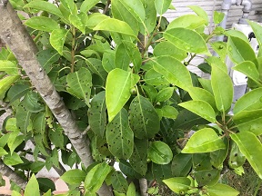 ｿﾖｺﾞの病気　黒点病