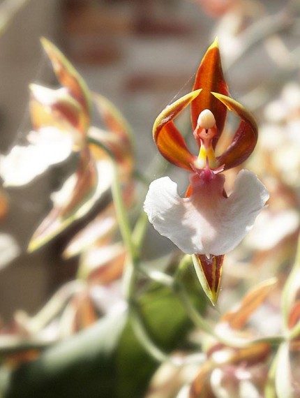 ユニーク花 面白い すべての美しい花の画像