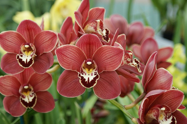 Cymbidium_01