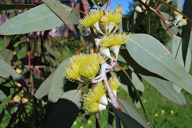 Eucalyptus_01