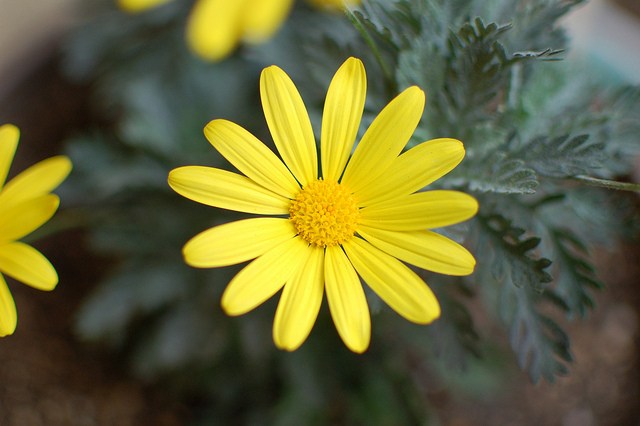 Gray-leaved-euryops-01