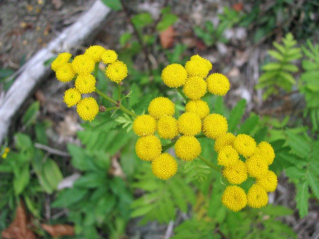 Tansy-01