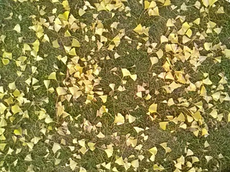 イチョウの落葉