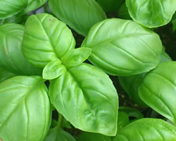 basil1