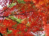 高良山の紅葉