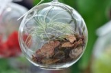 depositphotos_72981877-stock-photo-glass-sphere-terrarium-e1568964532375