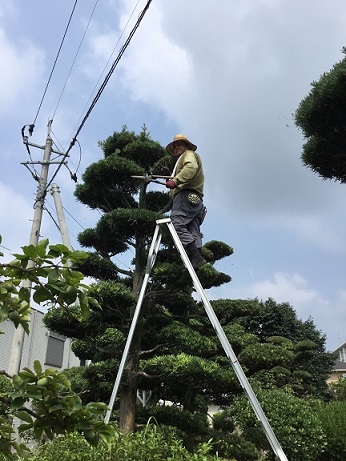 鳥栖市で剪定