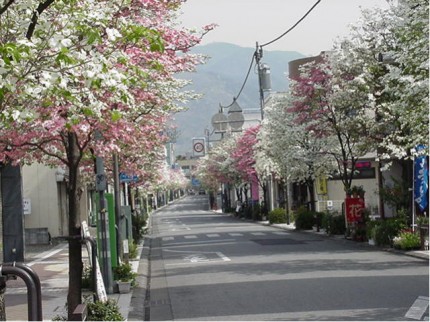 ハナミズキ街路樹 fe1842d0dd3cfa146a17d66c85169dd7