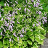 hosta_n08