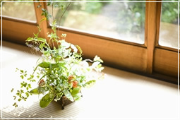 植物 植物
